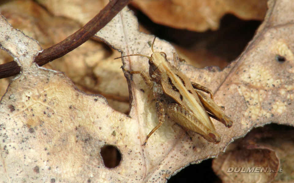 Common Groundhopper (Tetrix undulata)